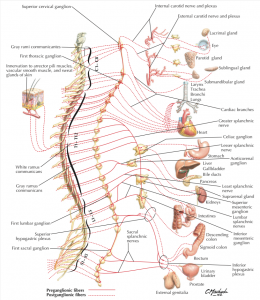 Sympathetic nervous System